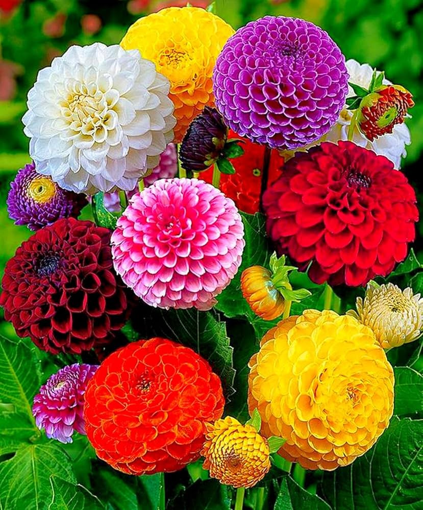 Dahlie Pachyderms Blumensamen zur Aussaat Schnitt Blume beliebt Traditionssorte & ohne Gentechnik Samen Hausgarten