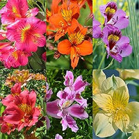 Peruvian lily alstroemeria spp for anpflanzung in blume bed