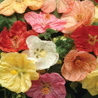 Gemischt Abutilon Bellevue Blumensamen zur Aussaat – robust Sorte – Traditionssorte & ohne Gentechnik Samen Hausgarten