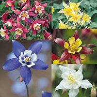 Aquilegia viridiflora perennial blume samen for colorful gardens