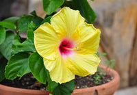 Hibiscus blume samen for anpflanzung - colorful display, heirloom & gmo free samen for home garten
 
 sale for anpflanzung in home garten.