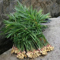 Spicy ginger root gemüse samen für aussaat samen