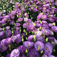 Lisianthus mehrjährig blühend Pflanzen – Potted Lisianthus Samen