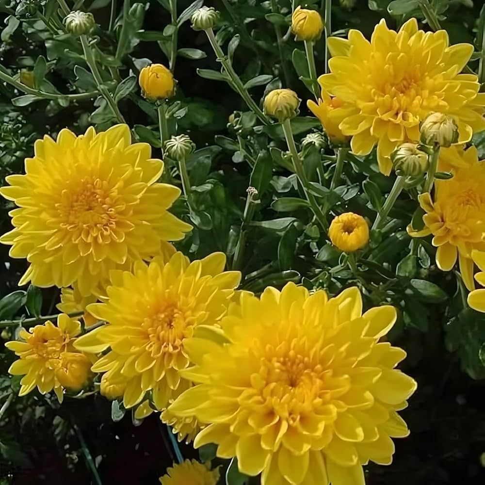 Gelb Chrysantheme Blumensamen zur Aussaat – Bestäuber freundlich – Traditionssorte & ohne Gentechnik Samen Hausgarten