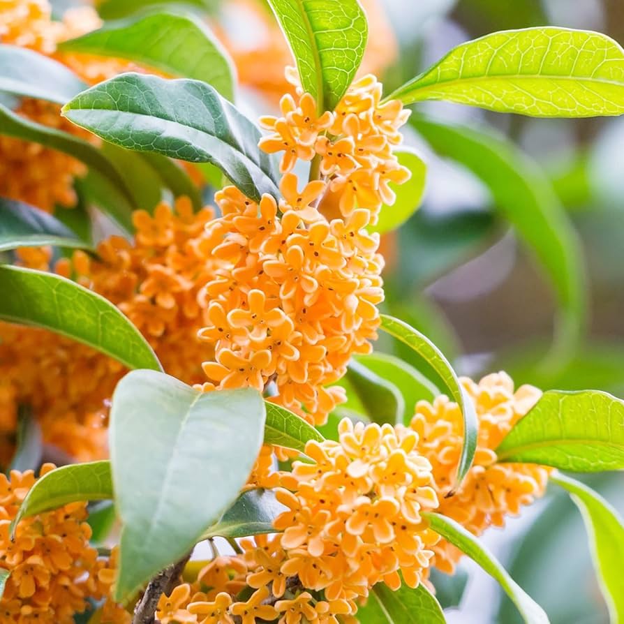 Osmanthus Blumensamen zur Aussaat Osmanthus Fragrans Blume Beet scented Garten