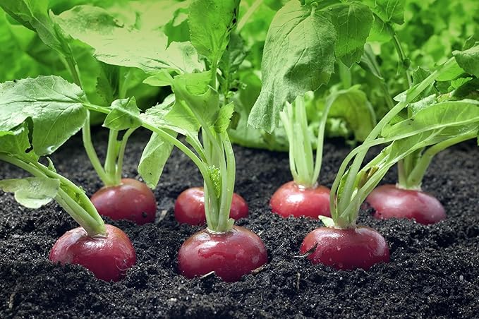 Easter egg radish samen - colorful aussaat für vibrant harvests gemüse samen