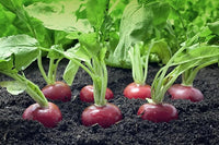 Easter egg radish samen - colorful aussaat für vibrant harvests gemüse samen