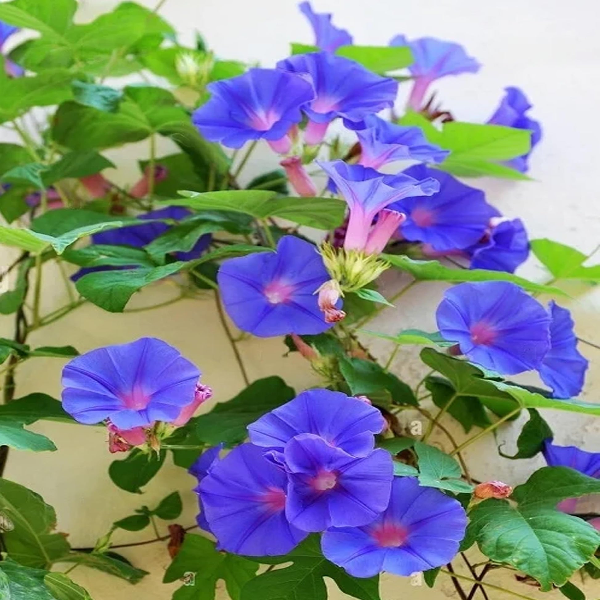 Glory morning glory blume samen for anpflanzung