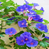 Glory morning glory blume samen for anpflanzung