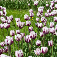 Weiß Lavendel Tulpe Blumensamen zur Aussaat Drought verträglich Traditionssorte & ohne Gentechnik Samen Hausgarten