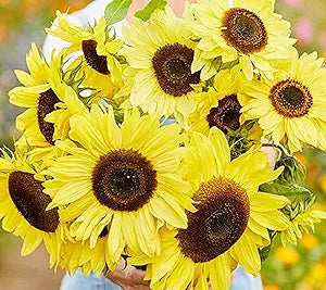 Sunflower lemon queen samen for vibrant blooms