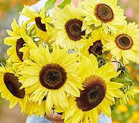 Sunflower lemon queen samen for vibrant blooms
