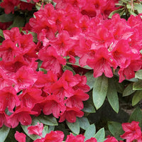 Azalee Rhododendron spp Blumensamen zur Aussaat Blume Beet