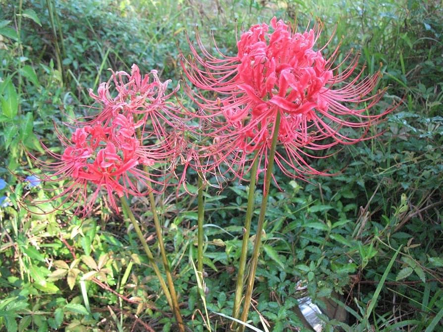 hell Grey Higanbana Blumensamen zur Aussaat leuchtend Traditionssorte & ohne Gentechnik Samen Hausgarten