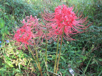 hell Grey Higanbana Blumensamen zur Aussaat leuchtend Traditionssorte & ohne Gentechnik Samen Hausgarten