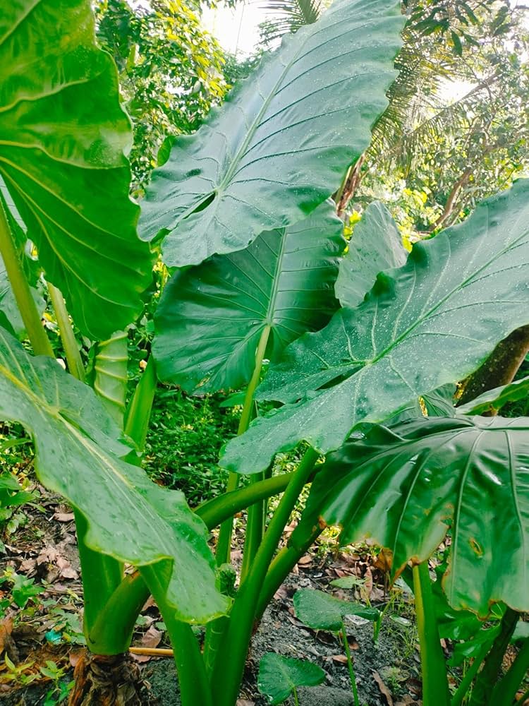 Grün riesig Elephant Ear Blumensamen zur Aussaat duftend Blüten Traditionssorte & ohne Gentechnik Samen Hausgarten
