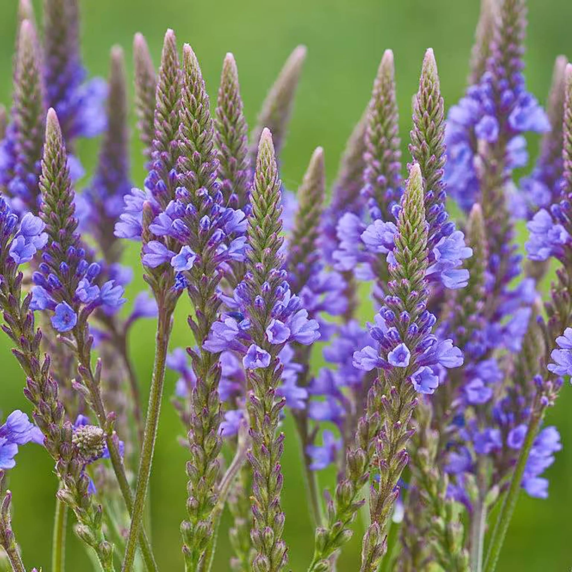 Blau Vervain Eisenkraut hastata Samen zur Aussaat native Wildblume wetland Garten