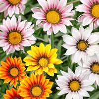 Mittagsgold Mini Star Mischung Samen zur Aussaat Blume Beet