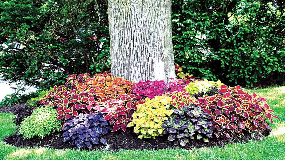 Coleus (coleus blume) samen for anpflanzung in home garten