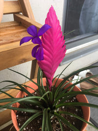 Tillandsia Cyanea Bonsai Blumensamen zur Aussaat duftend Blüten Traditionssorte & ohne Gentechnik Samen Hausgarten