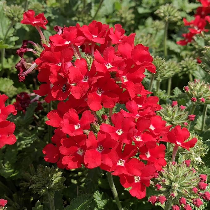 Eisenkraut Logro Scarlet Blumensamen Brilliant Rot Blüten