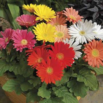 Gerbera daisy gerbera jamesonii for anpflanzung in blume bed