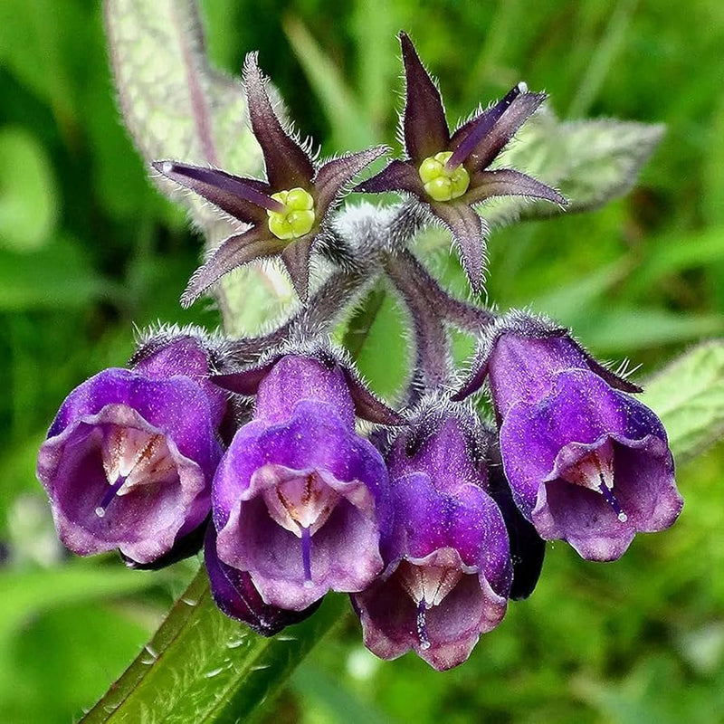Symphytum blume samen for anpflanzung long bloom season heirloom & gmo free samen for home garten 
 
 sale samen for home garten anpflanzung