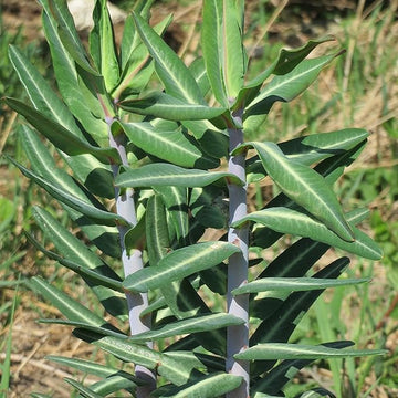 Euphorbia lathyris blume samen for anpflanzung - long bloom season, heirloom & gmo free samen for home garten
 
 sale for anpflanzung in home garten