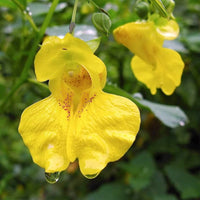 Gelb Impatiens Blumensamen zur Aussaat – Schnitt Blume beliebt – Traditionssorte & ohne Gentechnik Samen Hausgarten