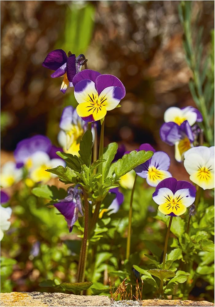 Stiefmütterchen Veilchen Tricolor Blumensamen farbenfroh Garten Aussaat