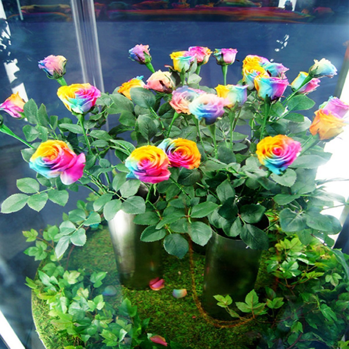 Mystic Rainbow Rose Rosa hybrida Samen zur Aussaat Blume Beet Hausgarten
