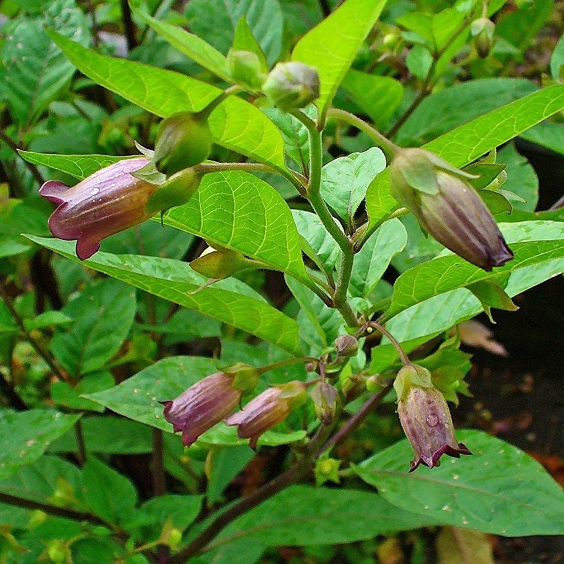 Belladonna Blumensamen zur Aussaat robust Sorte Traditionssorte & ohne Gentechnik Samen Hausgarten