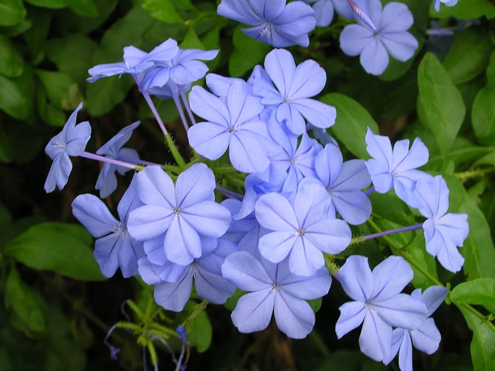 Gemischt Sauerklee Blumensamen zur Aussaat lang Blüte Saison Traditionssorte & ohne Gentechnik Samen Hausgarten