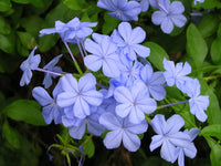 Gemischt Sauerklee Blumensamen zur Aussaat lang Blüte Saison Traditionssorte & ohne Gentechnik Samen Hausgarten