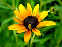 Schwarz Eyed Susan Samen leuchtend – Gelb Blumen