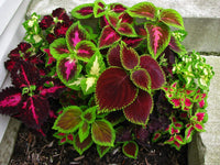 Buntnessel Rainbow Super Festive Samen zur Aussaat Shaded Garten Pots