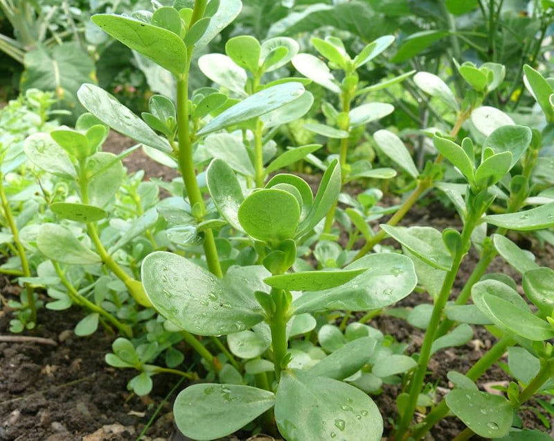 Semi di portulaca verde per l'orto domestico