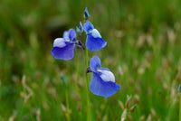 Blau utricularia blume samen for anpflanzung - seasonal bloomer, heirloom & gmo free samen for home garten
 
 sale samen for home garten
