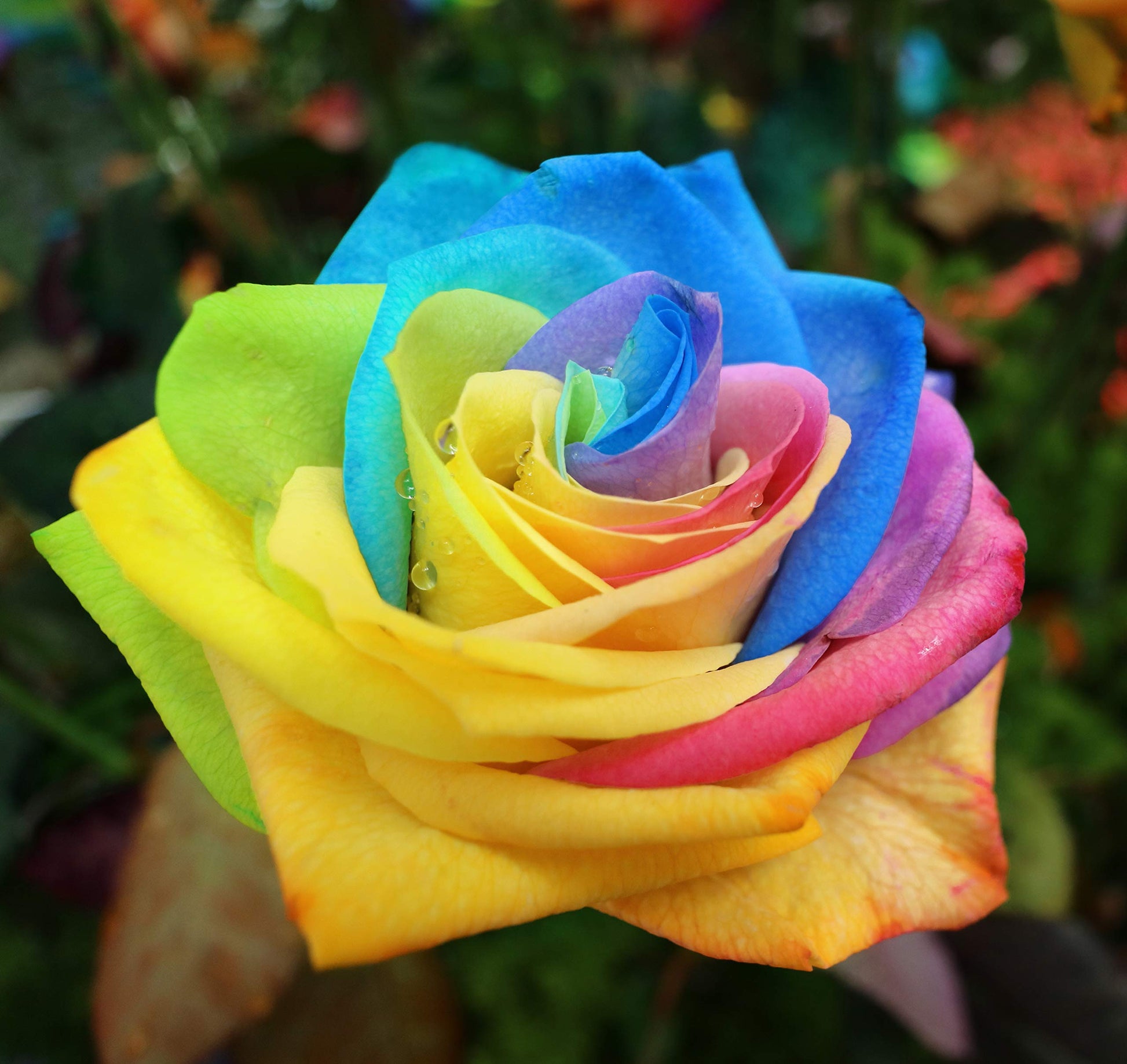 Mystic rainbow rose rosa hybrida samen for anpflanzung in blume bed
