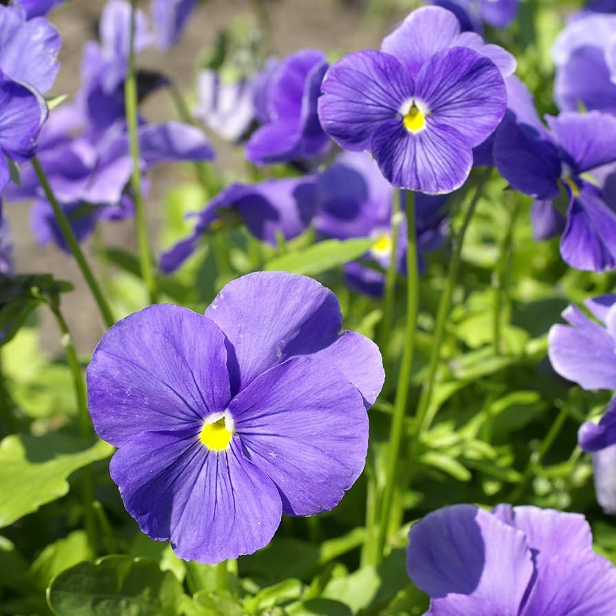 Stiefmütterchen Cloudless Himmelblau Samen zur Aussaat Shaded Pots Garten Beds