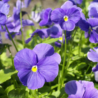 Stiefmütterchen Cloudless Himmelblau Samen zur Aussaat Shaded Pots Garten Beds