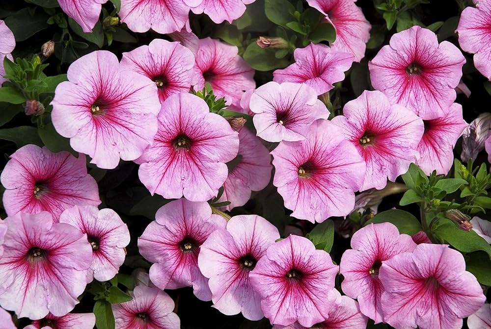 Tritunia Violett Petunie Samen zur Aussaat elegant Lila Blumen