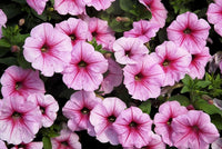 Tritunia Violett Petunie Samen zur Aussaat elegant Lila Blumen