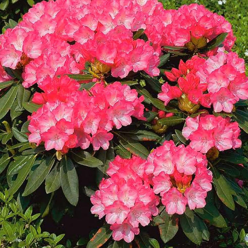 Rare 12 varieties azalea samen diy garten