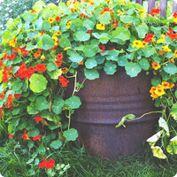 Bordeaux Kapuzinerkresse Blumensamen zur Aussaat sonnenliebend Traditionssorte & ohne Gentechnik Samen Hausgarten