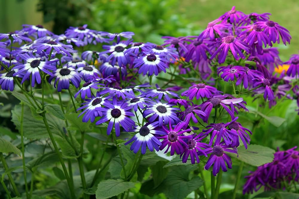 mehrfarbig Cineraria Blumensamen Schnitt Blume beliebt Traditionssorte & ohne Gentechnik Samen Hausgarten