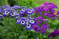 mehrfarbig Cineraria Blumensamen Schnitt Blume beliebt Traditionssorte & ohne Gentechnik Samen Hausgarten