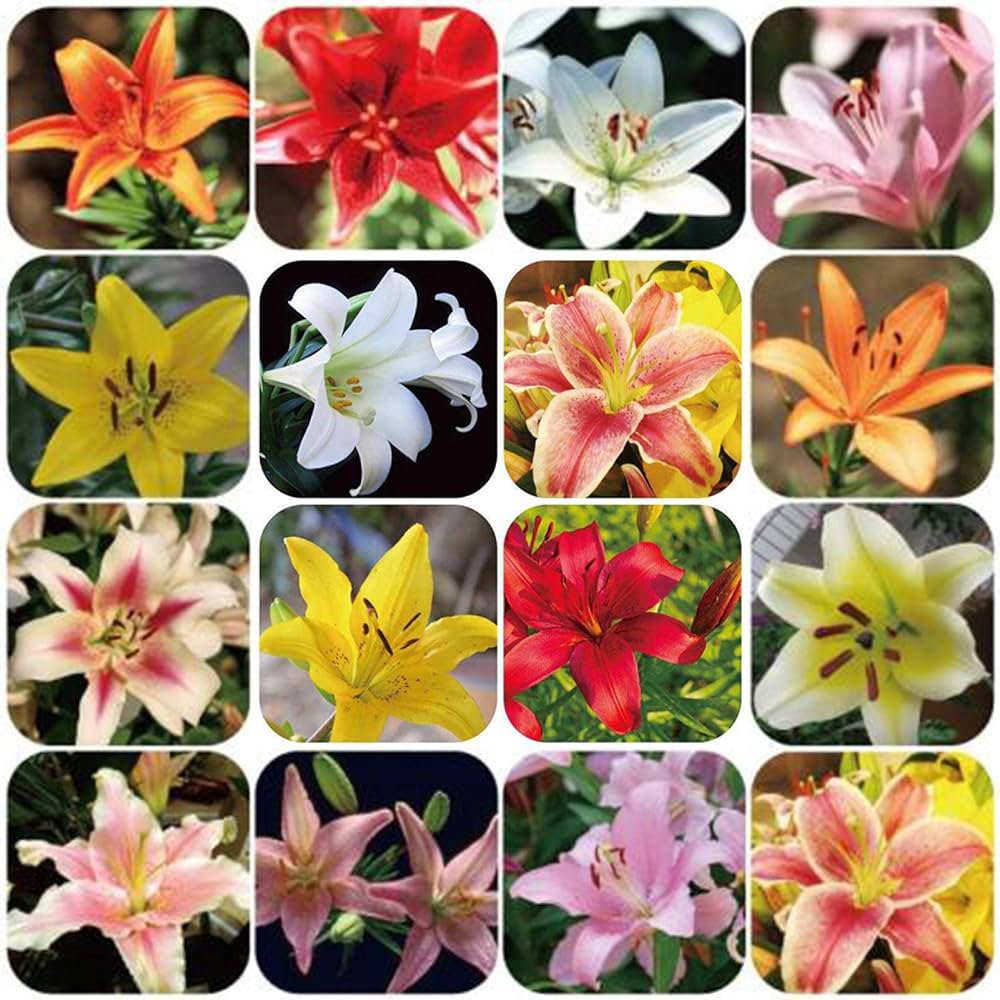 Perfume Lilie Samen