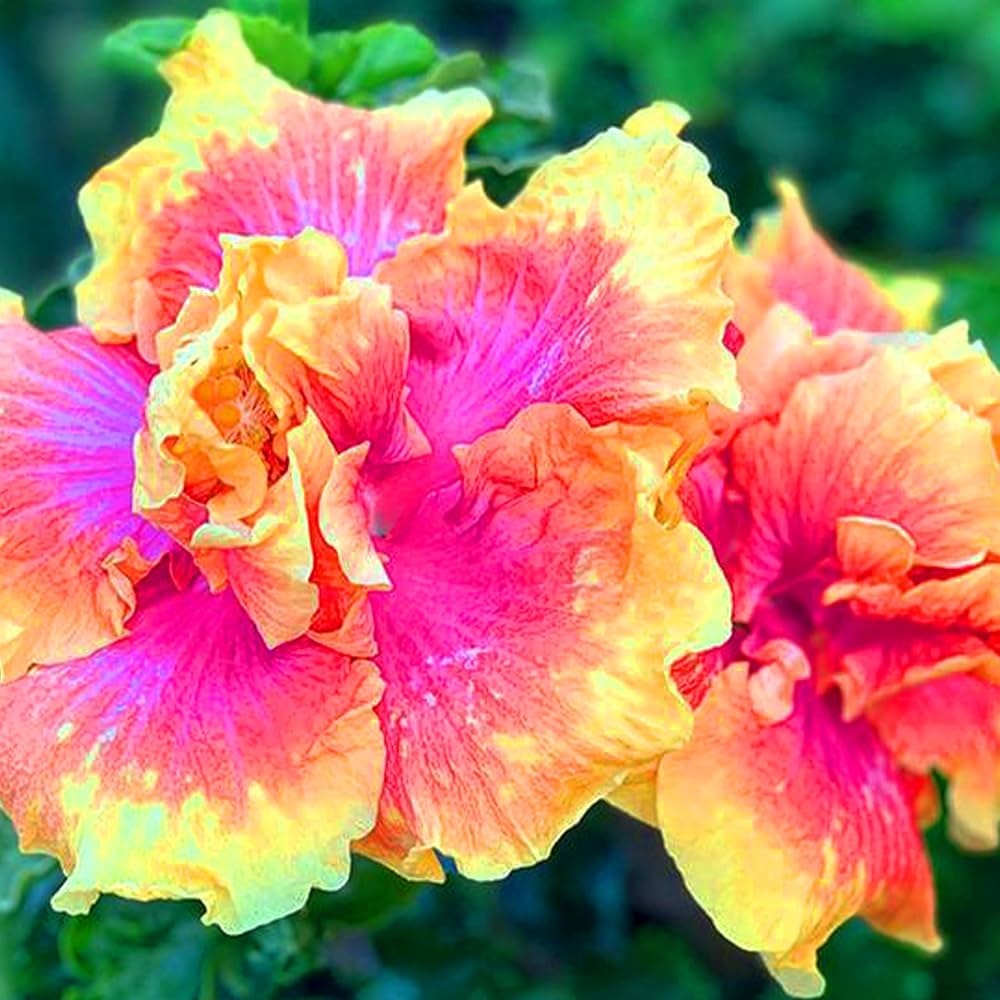 Gelb Rosa Hibiskus Blumensamen zur Aussaat Anzucht Traditionssorte & ohne Gentechnik Samen Hausgarten