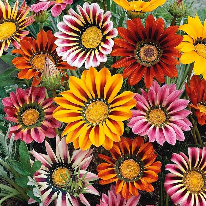 Mittagsgold Mittagsgold spp Blumensamen zur Aussaat Blume Beet
